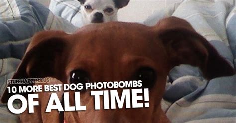 10 More Best Dog Photobombs Of All Time Stuff Happens