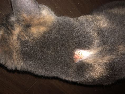 What might have caused this? Cat has a large bald spot on her back, any idea what it ...