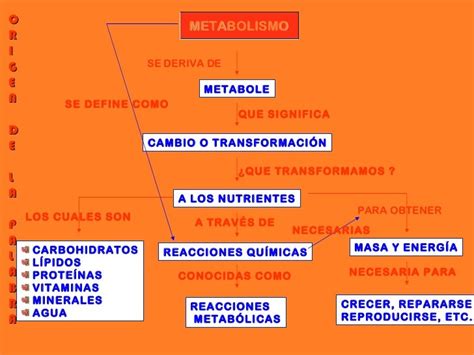 28 Mapa Conceptual Sobre El Metabolismo Background Maesta Gambaran