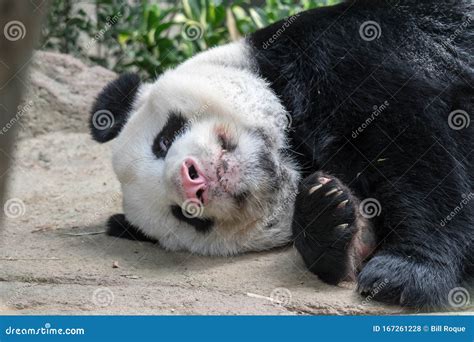 A Sleeping Giant Panda Bear Giant Panda Bear Falls Asleep During The