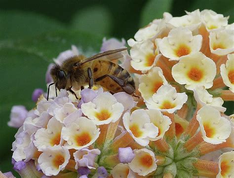 Bee Seeking Pollen Photograph By Margaret Saheed Fine Art America