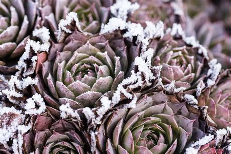 Cold Climate Succulent Gardening When To Plant Succulents In Cold Climates
