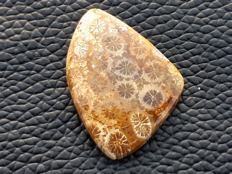 Fossil Coral Agate Loose Cabochon Gemstones Natural Jasper Etsy