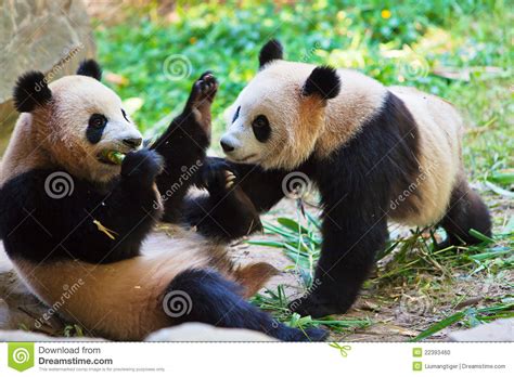 Two Pandas Playing 2 Stock Photo Image Of Mammal Panda 22393460