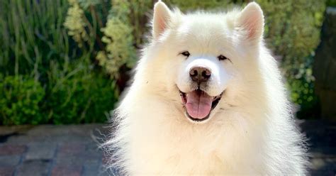 Are Samoyeds Easy To Train