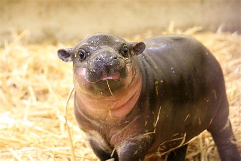 This Baby Pygmy Hippo Is The Cutest Thing On Planet Earth No Arguing