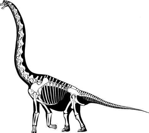 Brachiosaur Sketch Xenoglyph