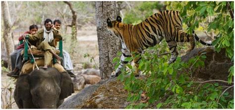 Discover India Things To Do See In Bandhavgarh National Park Madhya