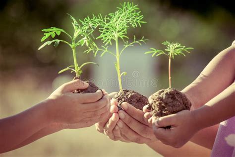 Crianças E Pai Que Guardam A Planta Nova Nas Mãos Imagem De Stock