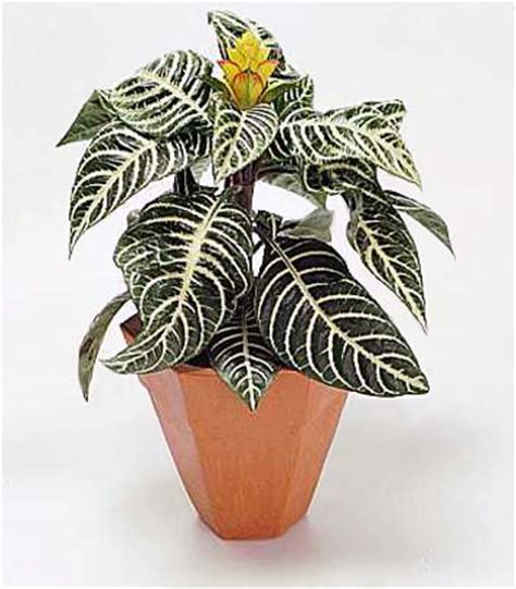 Haworthias are reasonably adaptable plants that that will take various light conditions, but neither direct sunlight nor deep shade. Quia - House Plants 12
