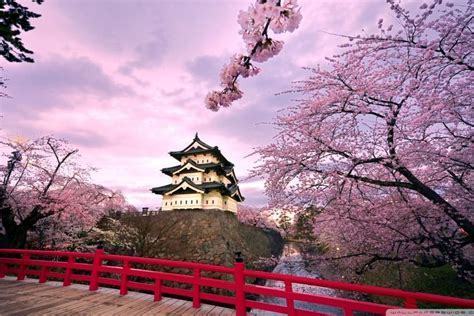 Cherry Blossom Wallpaper ·① Download Free Backgrounds For Desktop