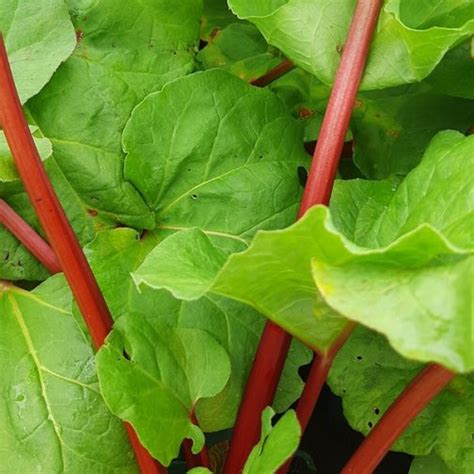 Rhubarb Fultons Strawberry Surprise 3l Rhubarb Plants For Sale Uk