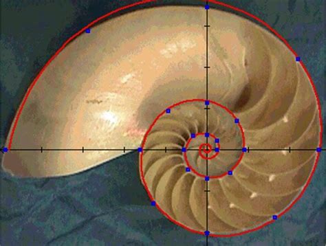 The Golden Ratio Full Potential Learning Academy