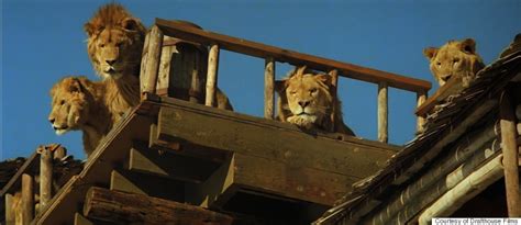 15 Photos From Roar The Wildest Movie Youve Never Seen Huffpost