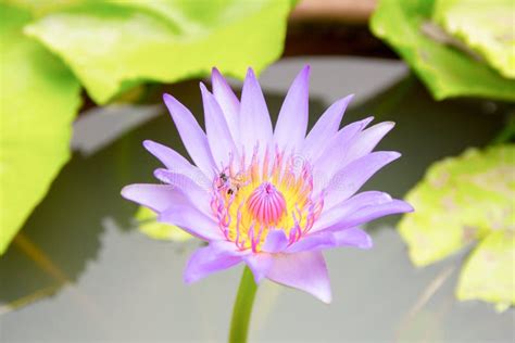 Purple Lotus Flower Blooming Stock Photo Image Of Pond Beautiful
