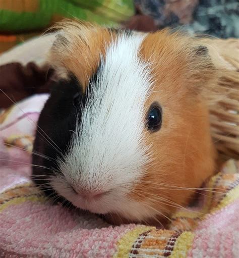 Teddy Guinea Pig Facts Lifespan Behavior And Care Guide With Pictures