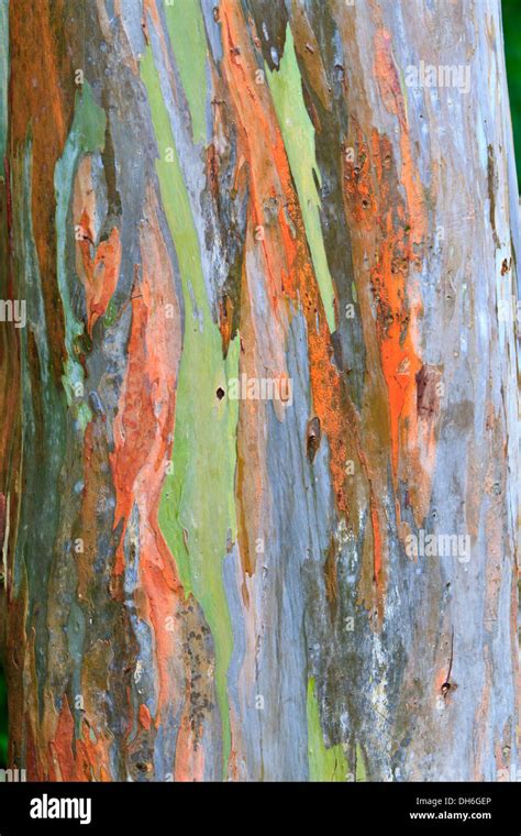 The Multi Colored Bark Of A Eucalyptus Tree Looks Like An Abstract