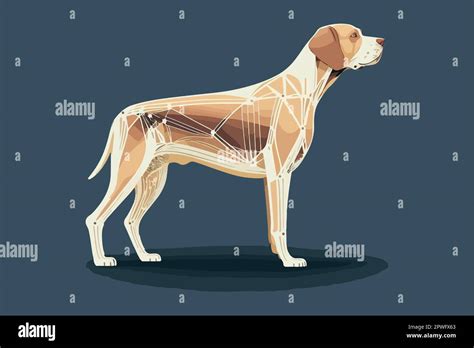Boy Dog Anatomy Stock Vector Images Alamy