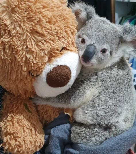 Nine Month Old Koala Joey Rescued From Dead Mums Back After A Vehicle
