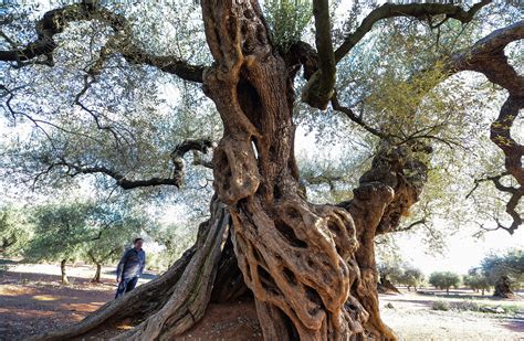 A Trip To The Land Of Endangered Ancient Olive Trees