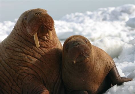 Walrus Cow And Calf Walrus Cow And Calf On The Ice Photo Flickr