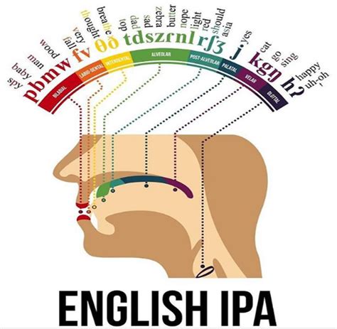 English Ipa Diagram Speech And Language Phonetic Alphabet Speech
