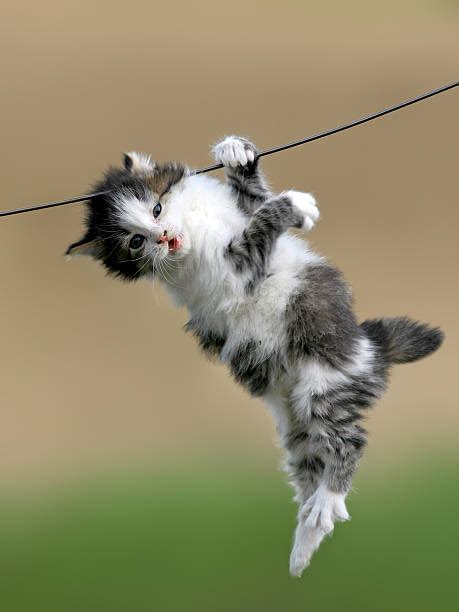 Cat Hang In There Stock Photos Pictures And Royalty Free Images Istock