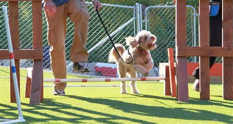 Benefits Of Dog Agility Training In 2020 Agility Training For Dogs