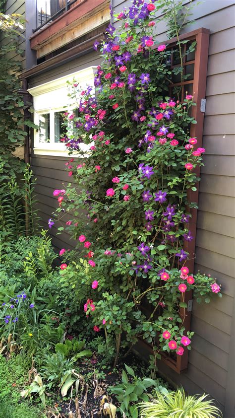 A Big Trellis Really Made The Difference Climbing Roses Took Off When