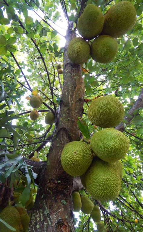 Growing Jackfruit In South Florida The Survival Gardener