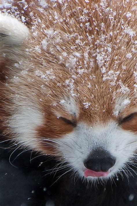 Enjoying Winter A Snowy Red Pandas Tongue By Brian