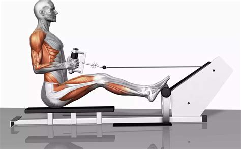 What Muscles Do Rowing Machines Work Heres The Answer