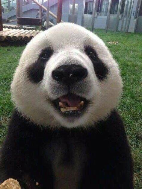 See My Teeth Panda Bear Cute Panda Animals Beautiful