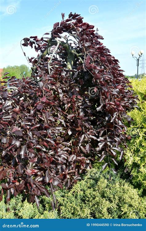 Forest Beech A Form Of Purple Weeping Fagus Sylvatica L F Stock
