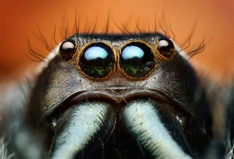 How Many Eyes Does A Spider Have What Do Spider Eyes Look Like