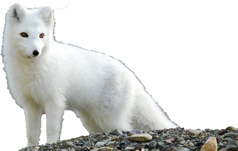 White Arctic Fox Transparent Png Png Play