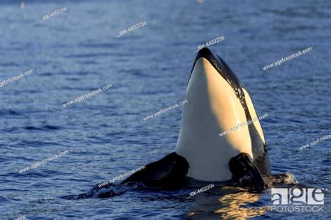 Orca Or Killer Whale Orcinus Orca Spyhopping Kaldfjorden Norway