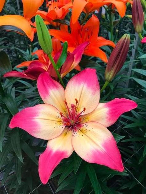 Lilium Asiatic Lily Heartstrings® From Growing Colors