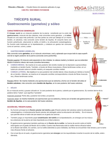 Tr Ceps Sural