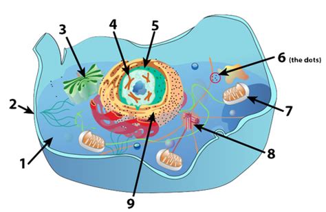 Each of the organelles is essential in. Blank Animal Cell Diagram - ClipArt Best