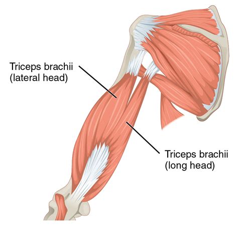 Triceps Brachii Muscle Anatomy Diagram Triceps Brachii Medius Brachii