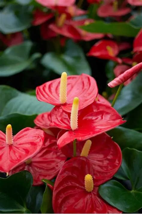 Anthurium Plant Care Guide The Contented Plant