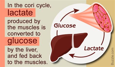 A Brief Explanation Of The Importance Of Cori Cycle In Metabolism