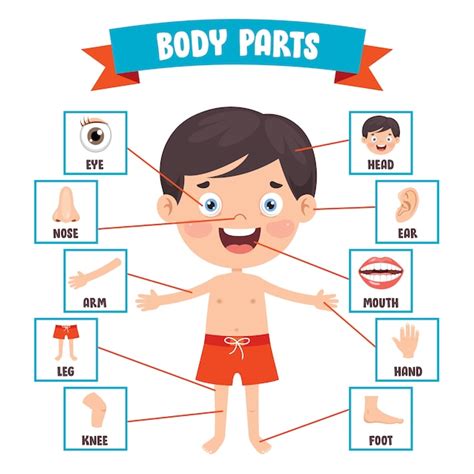 Niño Gracioso Mostrando Partes Del Cuerpo Humano Vector Premium