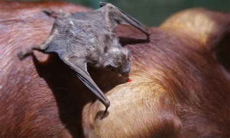 Unveiling The Creepy World Of Vampire Bats In Costa Rica