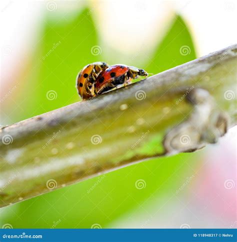 two ladybugs mating on a walnut twig stock image image of aphids copulate 118948317