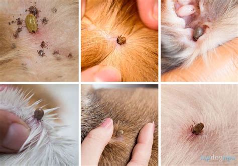 What Does A Tick Look Like On A Dog Ticks On Dogs Tick Bites On