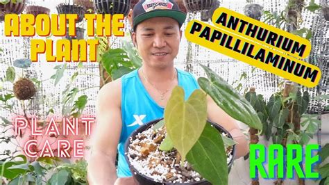 Introducing The Rare Anthurium Papillilaminum Plant Care YouTube