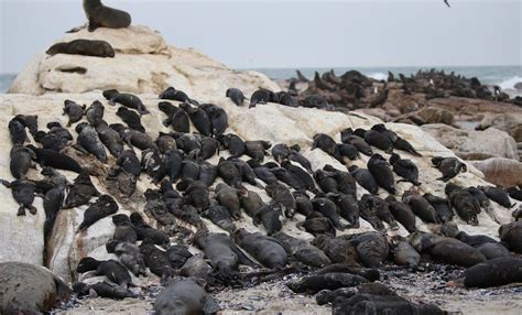 The Devastating Cause Behind Mass Seal Deaths Revealed