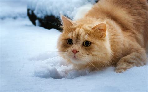 1920x1080px 1080p Free Download Ginger Cat British Cat Winter